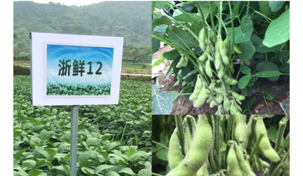浙鮮12’出彩浙江省鮮食春大豆現場會