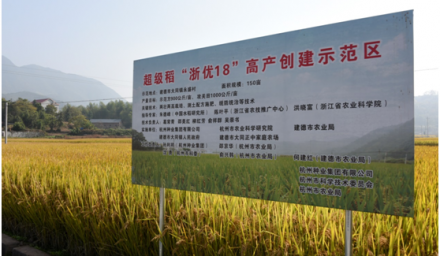 杭州種業(yè)集團水稻高產(chǎn)攻關(guān)畝產(chǎn)突破千公斤