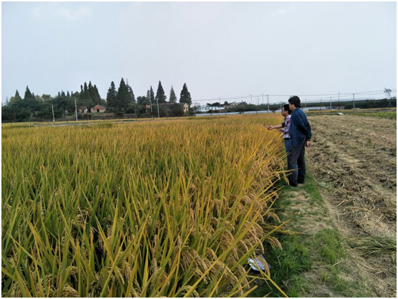 杭州市種子總站檢查集團(tuán)公司儲備種子生產(chǎn)基地2.png