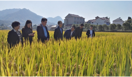 唐冬壽副廳長考察集團水稻超高產攻關現場