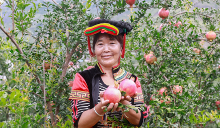1.1億單助力新農(nóng)業(yè)，拼多多農(nóng)貨節(jié)帶動500農(nóng)產(chǎn)區(qū)直連5億消費者