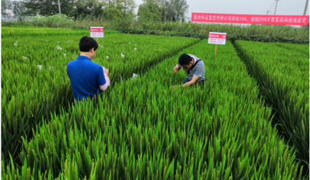 杭州種業(yè)集團自創(chuàng)3個粳稻不育系通過品審委現(xiàn)場鑒定