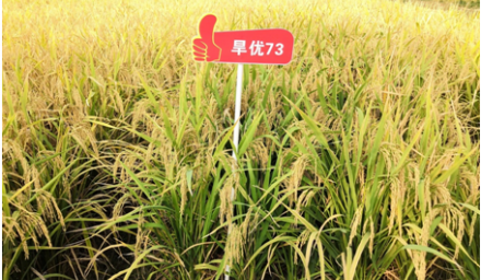 節水抗旱的優質稻新品種‘旱優73’