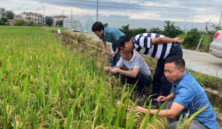 杭州種業(yè)集團(tuán)早稻良種良法守住糧食安全“壓艙石”
