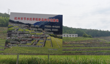 穩糧擴面杭州種業在行動