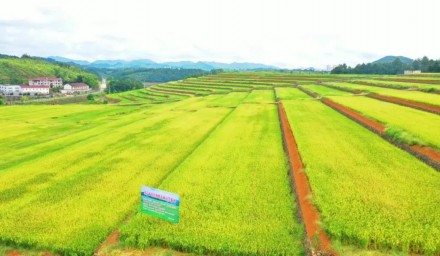 全省節(jié)水抗旱稻培訓班觀摩杭州種業(yè)集團高產高效示范現場