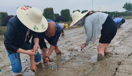 人才強企 | 杭州種業集團高級農藝師蔣根水被聘任為杭州市職業技能帶頭人