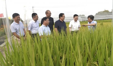 杭州市人大常委會黨組副書記、副主任戚哮虎一行赴杭州種業(yè)集團調(diào)研指導(dǎo)