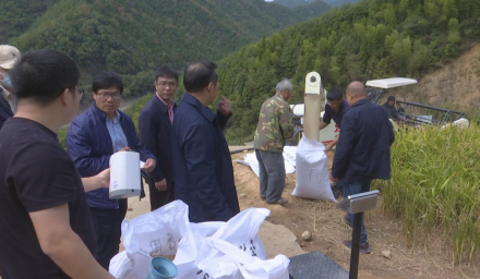 578.8公斤！杭州種業集團再創新墾耕地水稻旱種旱管高產