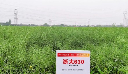 種業(yè)創(chuàng)新 | 集團(tuán)品種“浙大630”亮相2024長江下游（浙江）油菜新品種大會