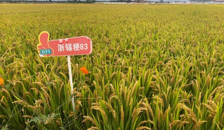 杭州種業(yè)集團(tuán)：8個品種榮登 浙江省2024年種植業(yè)主導(dǎo)品種榜單
