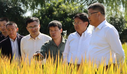 911.8公斤！杭州種業(yè)集團浙杭優(yōu)向畝產(chǎn)噸糧發(fā)起沖鋒